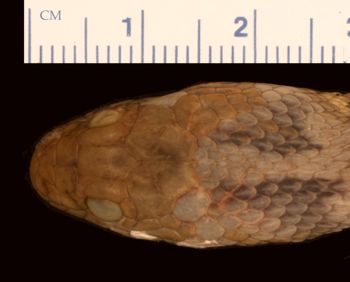 Media type: image;   Herpetology R-16006